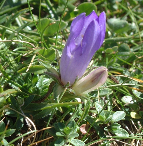 Quale campanula?